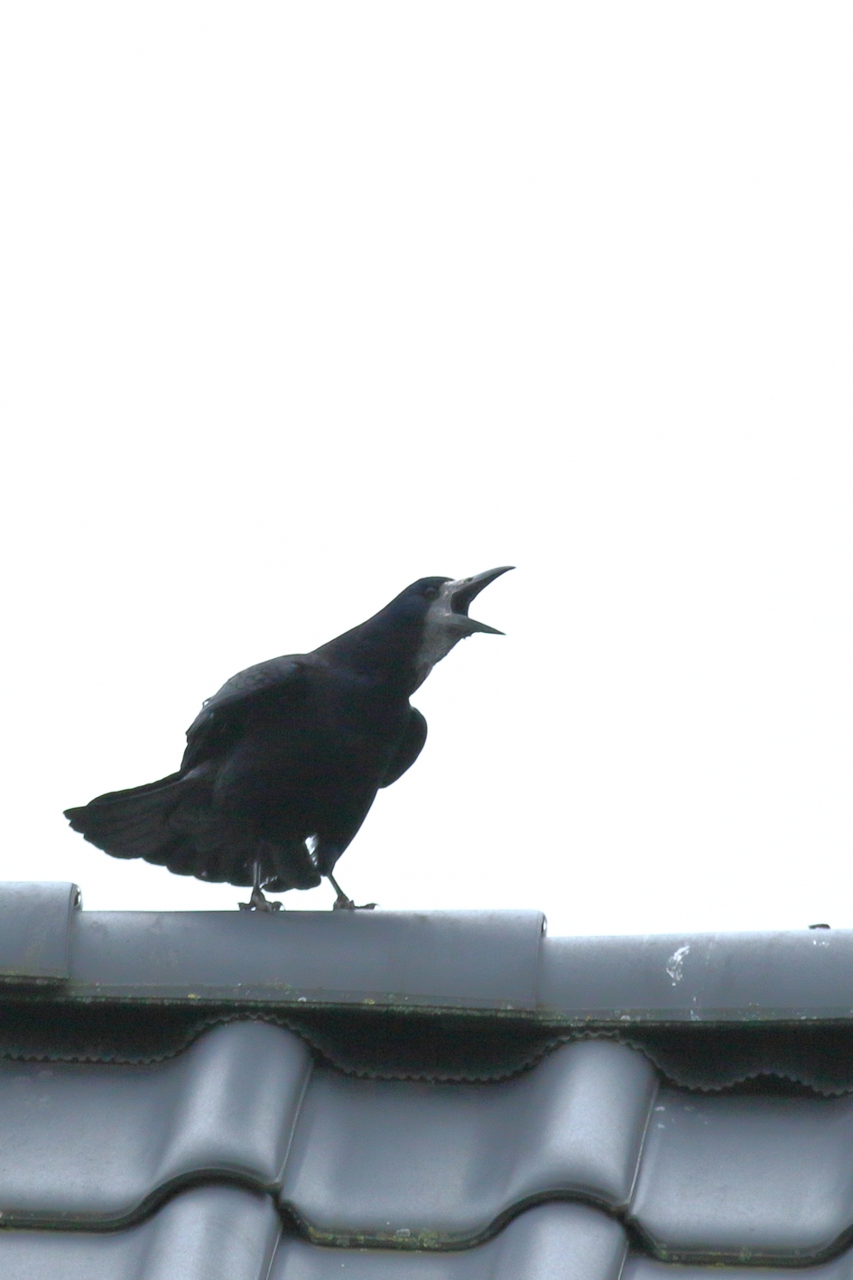 aandachttrekker - Vogels - roek