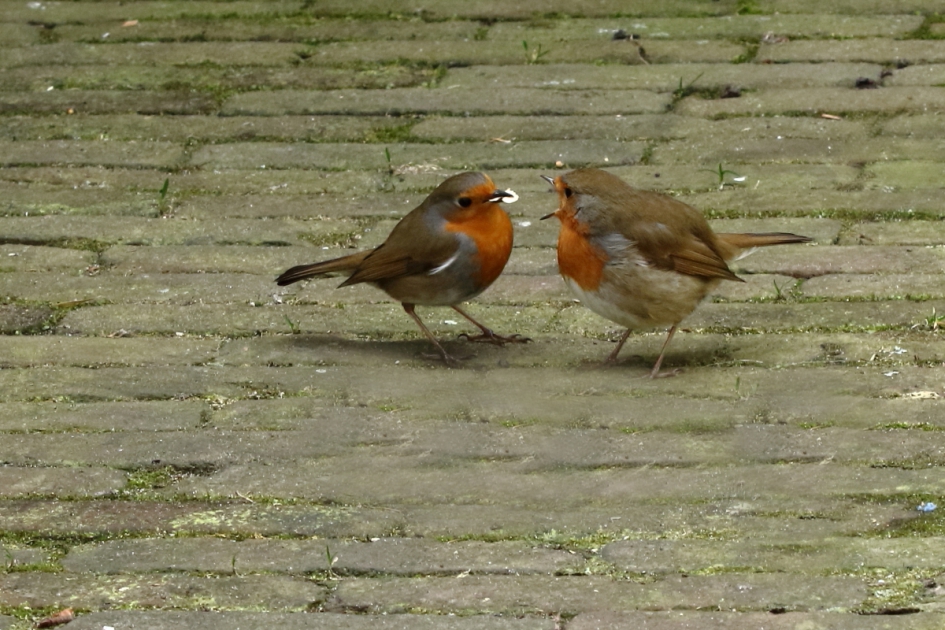 Aandoenlijk tafereel - Vogels - roodborst