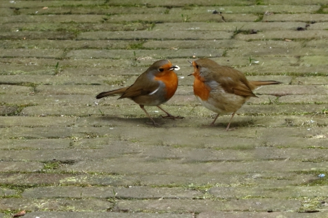 Aandoenlijk tafereel