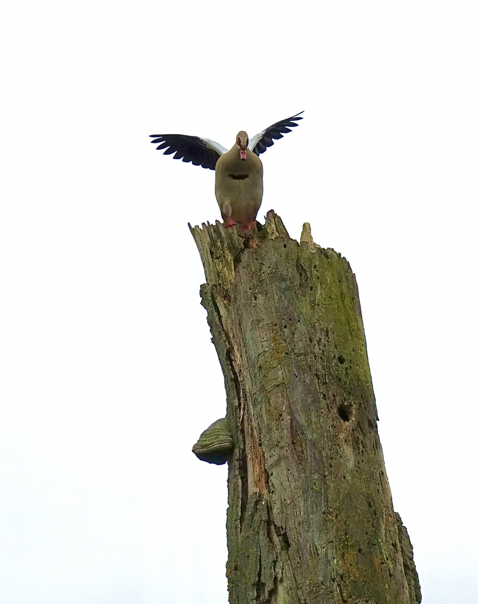 Als een Adelaar - Vogels - Nijlgans