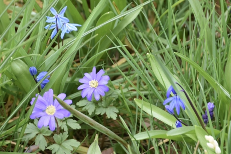 Anemonen tussen de sterhyacinten