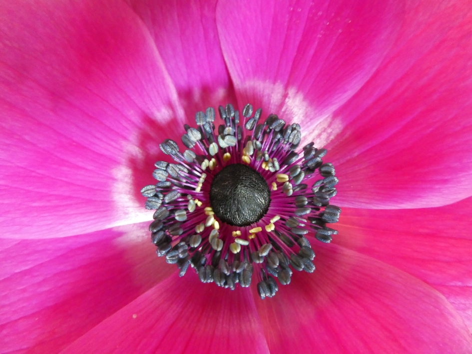 Anemoon - Planten - 