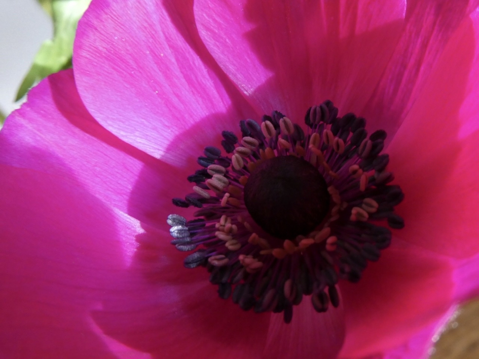 Anemoon - Planten - 
