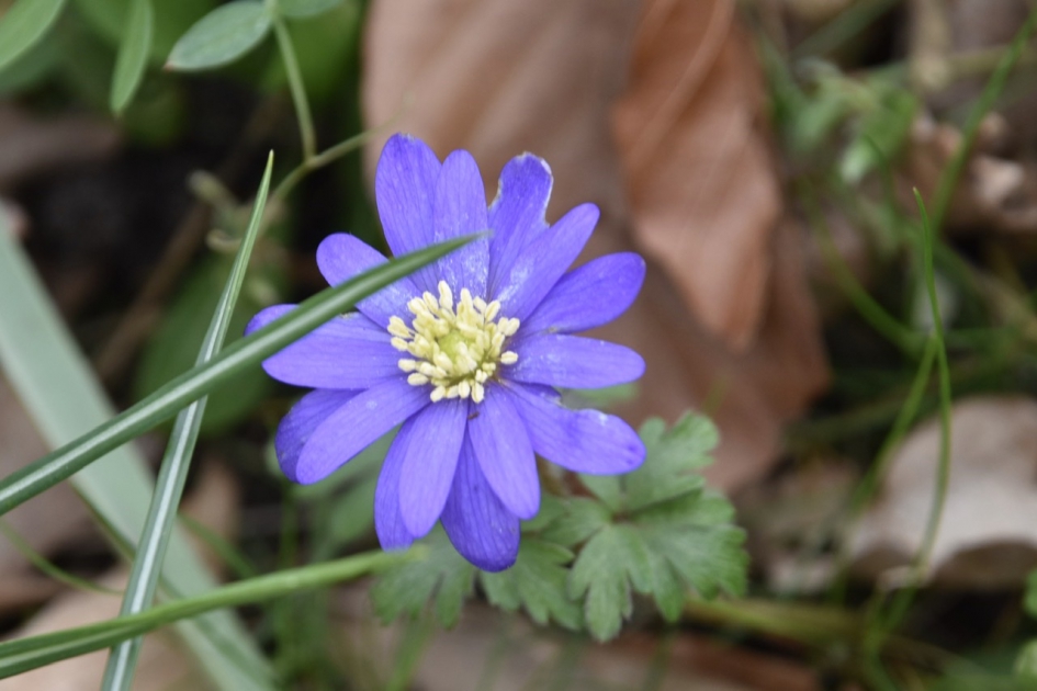 Anemoon - Planten - 