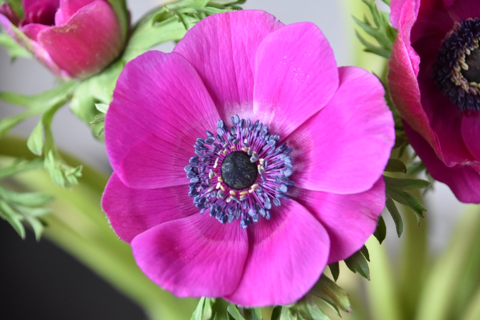 Anemoon - Planten - 