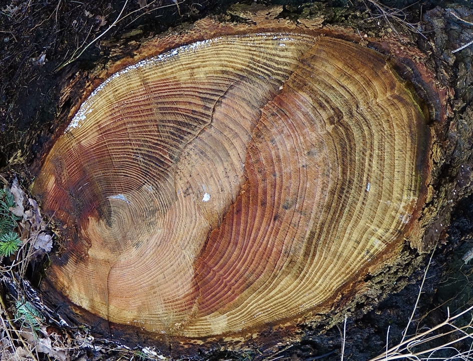 Asymmetrische jaarringen - Planten - Naaldboom