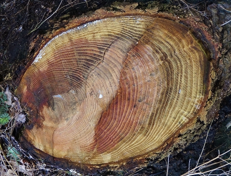 Asymmetrische jaarringen