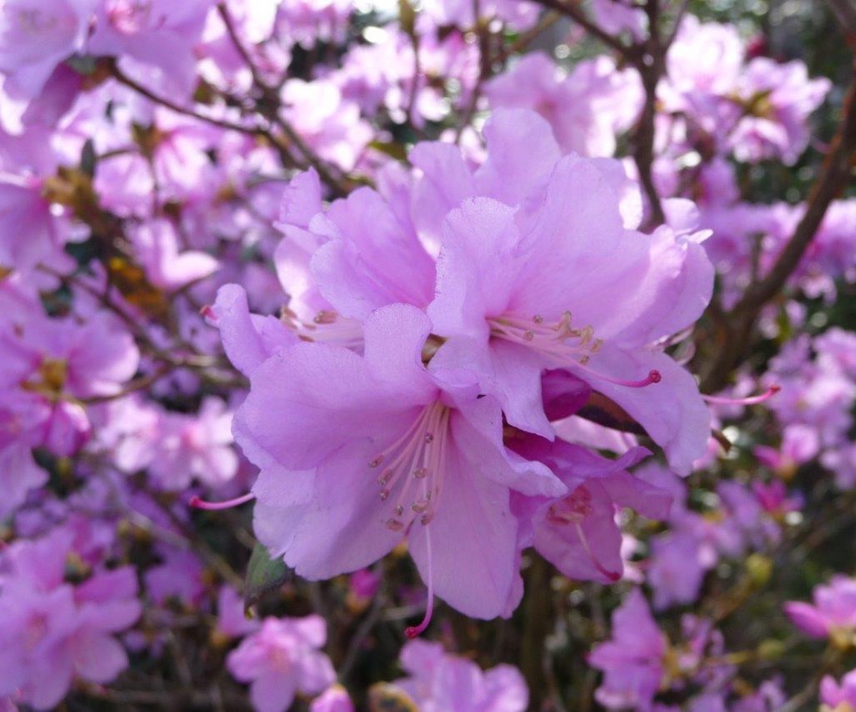 Azalea - Planten - 