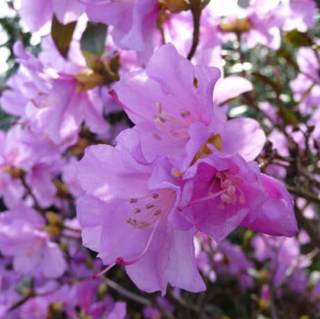 Azalea