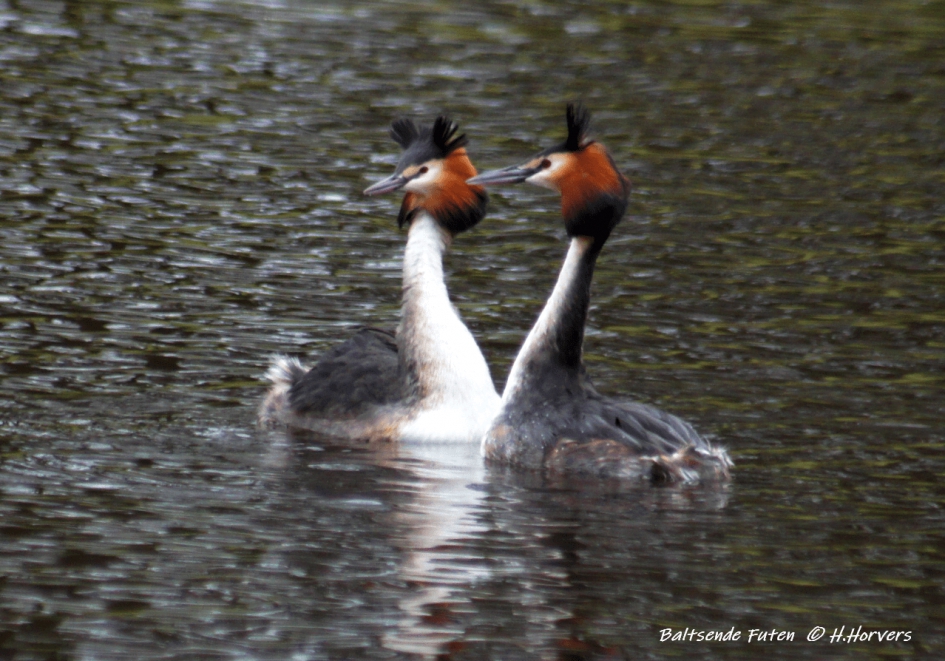 Baltsende Futen - Vogels - Baltsende Futen