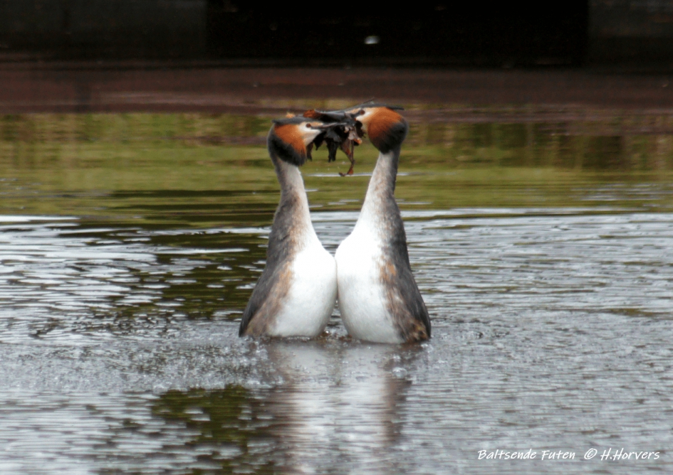 Baltsende Futen - Vogels - Baltsende Futen