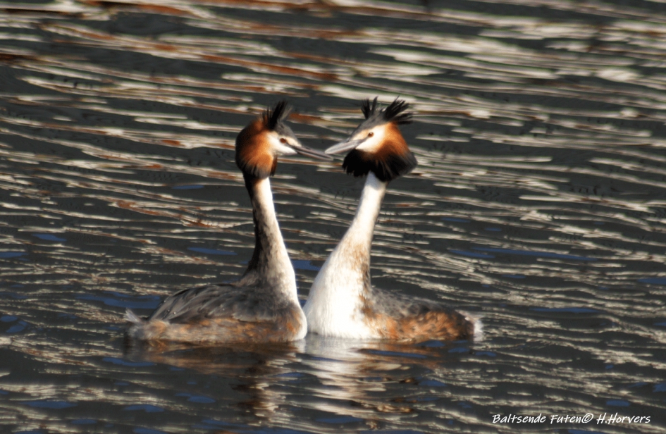 Baltsende Futen - Vogels - Baltsende Futen
