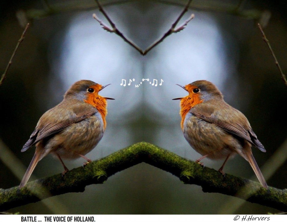 Battle  ??? - Vogels - Roodborstjes