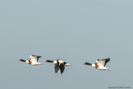 Bergeend (Tadorna tadorna)