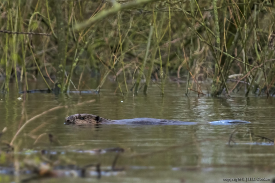 Bever (Castor fiber) - Zoogdieren - Bever