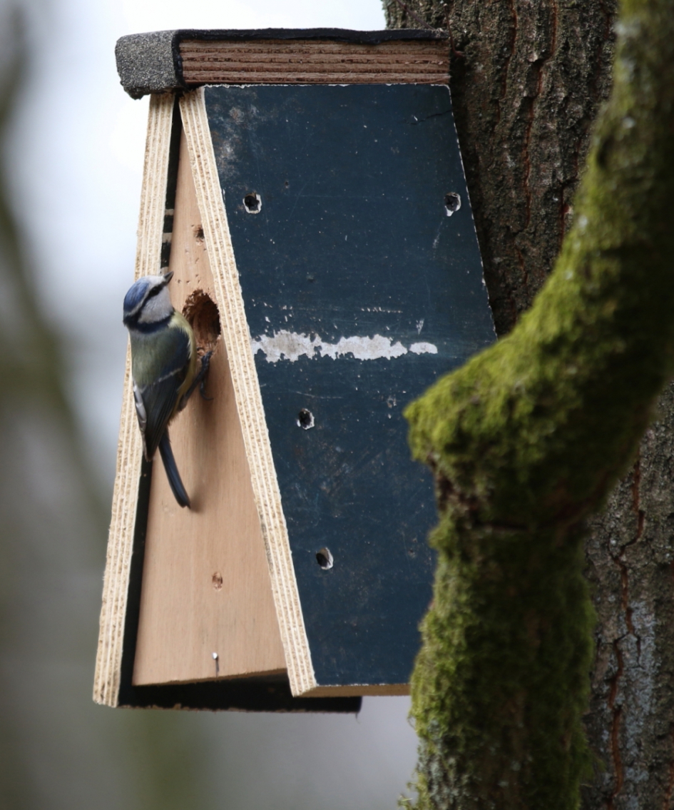 bezichtiging - Vogels - pimpelmees