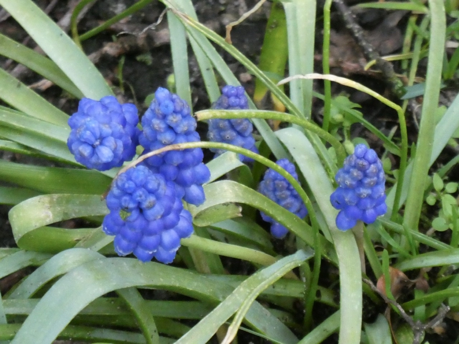 Blauwe druifjes - Planten - 