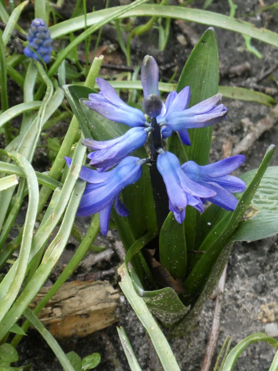 Blauwe hyacint - Planten - 
