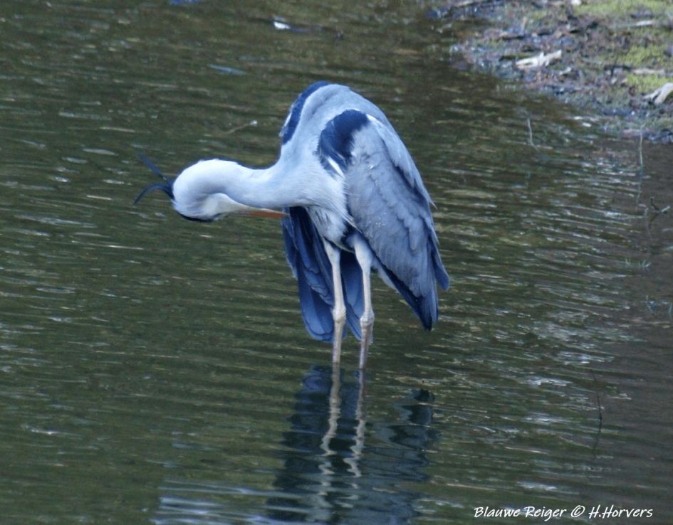 Blauwe Reiger - Vogels - Blauwe Reiger