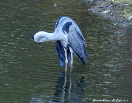 Blauwe Reiger