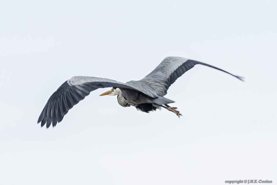 Blauwe reiger (Ardea cinerea) - Vogels - Blauwe reiger