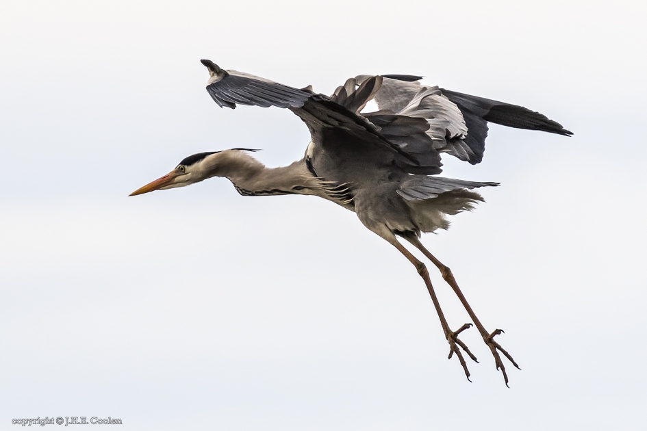 Blauwe reiger (Ardea cinerea) - Vogels - Blauwe reiger