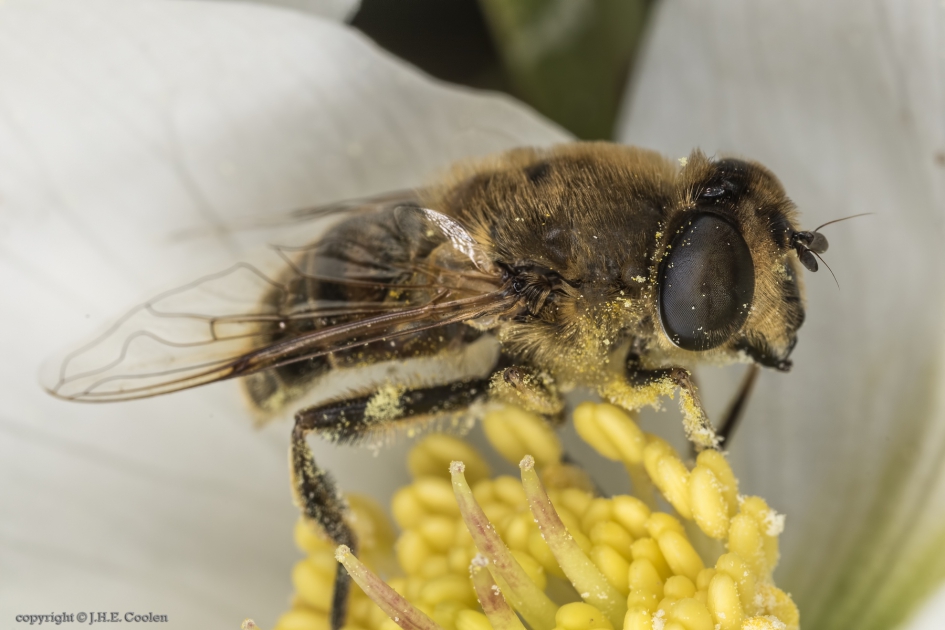 Blinde bij (Eristalis tenax) - Geleedpotigen - Blinde bij
