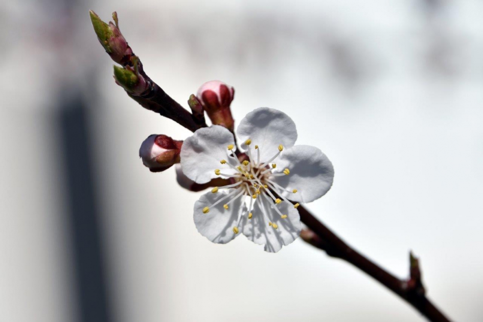 Bloesem - Planten - 