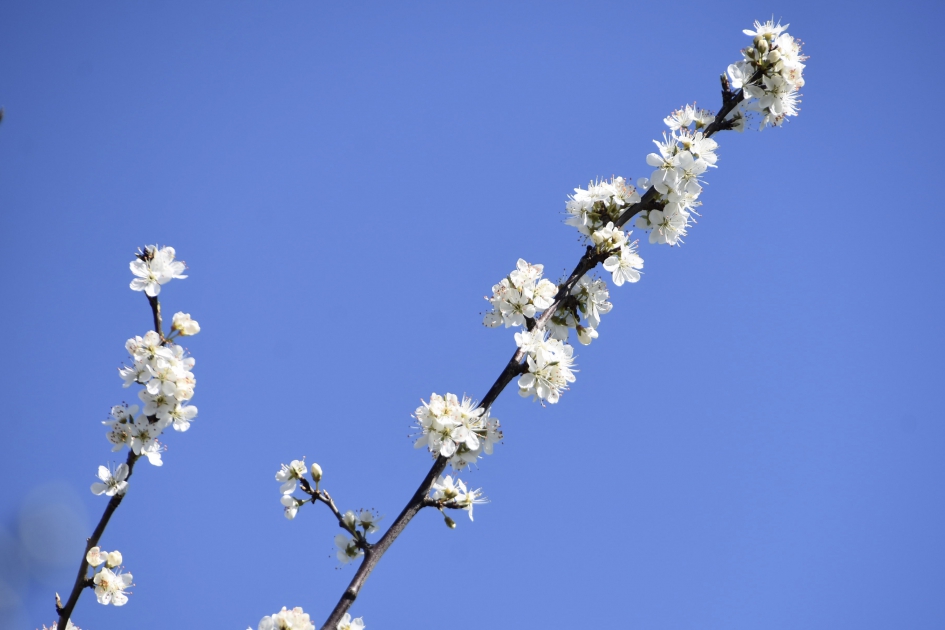Bloesem - Planten - Sleedoorn