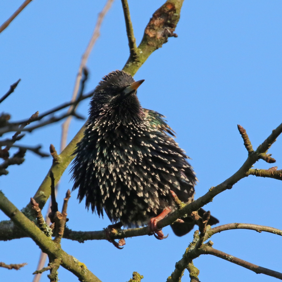 Bolletje spreeuw - Vogels - 