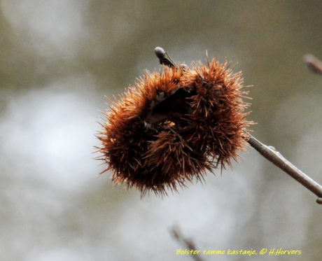 Bolster tamme kastanje