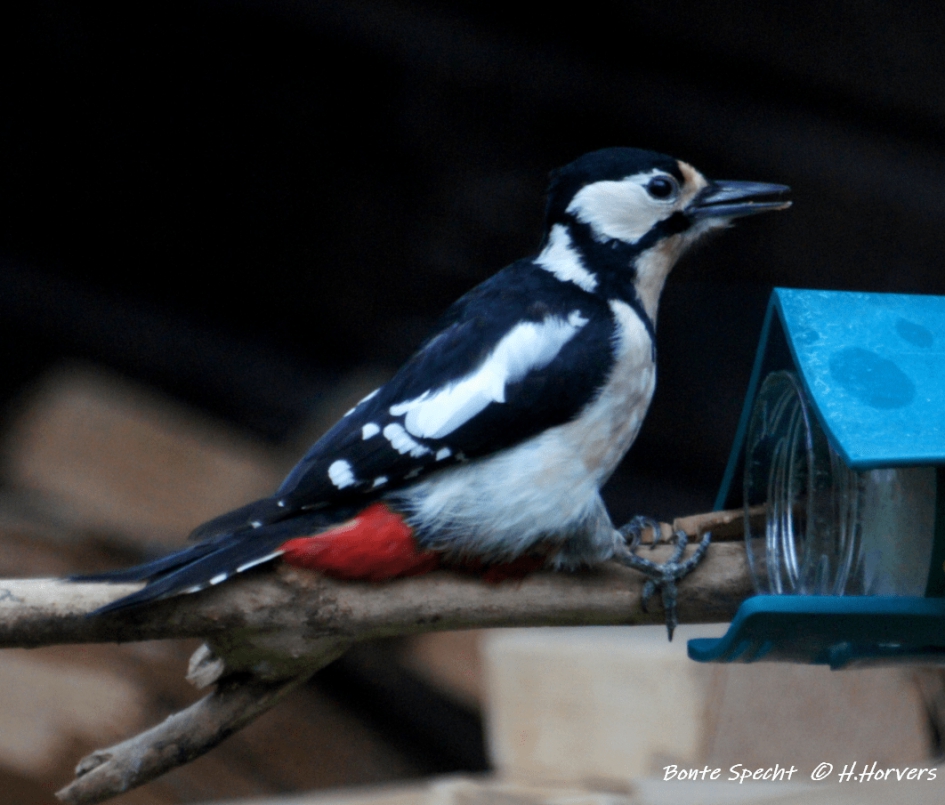 Bonte Specht - Vogels - Bonte Specht