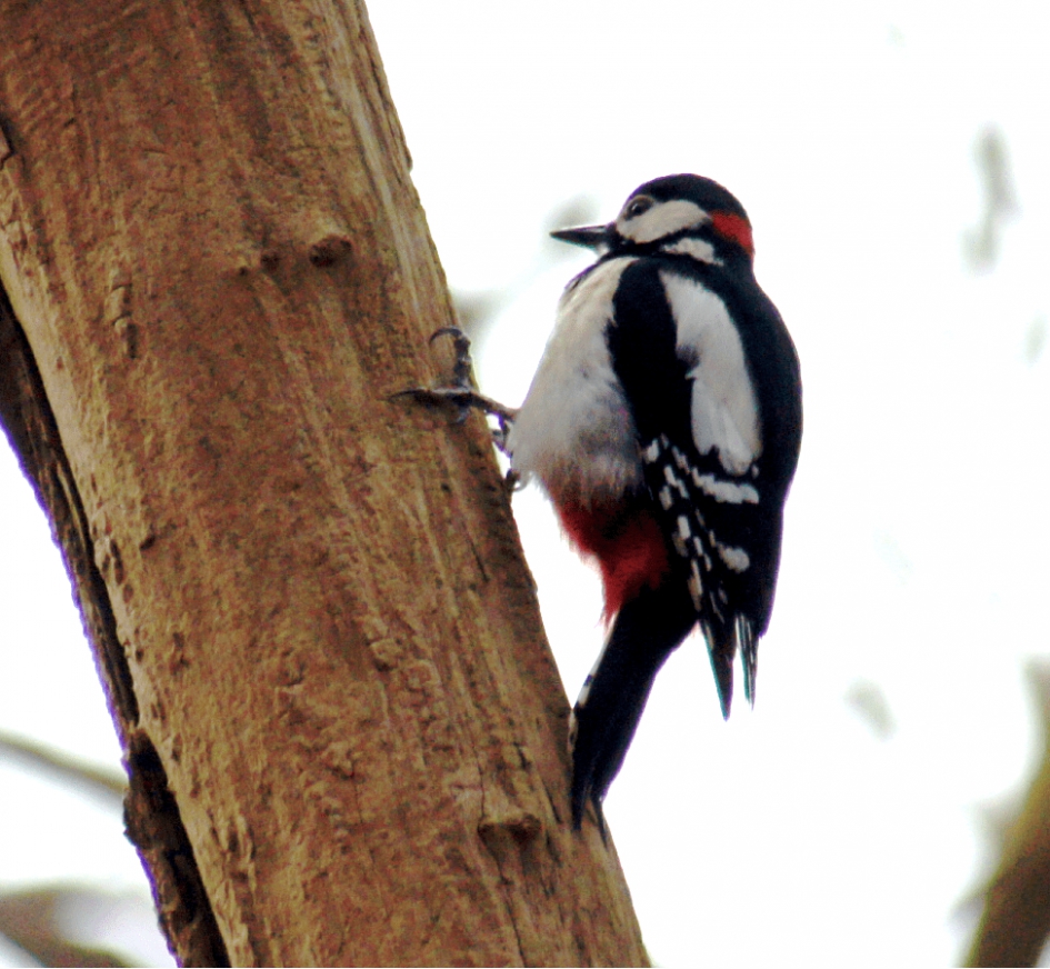 Bonte Specht - Vogels - Bonte Specht