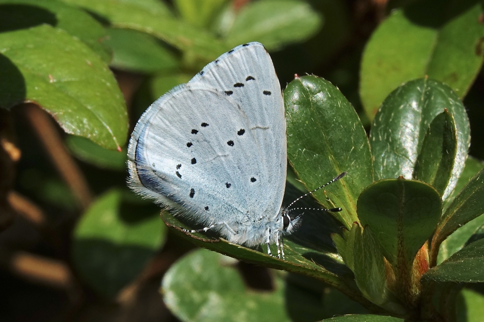 Boomblauwtje - Geleedpotigen - Boomblauwtje