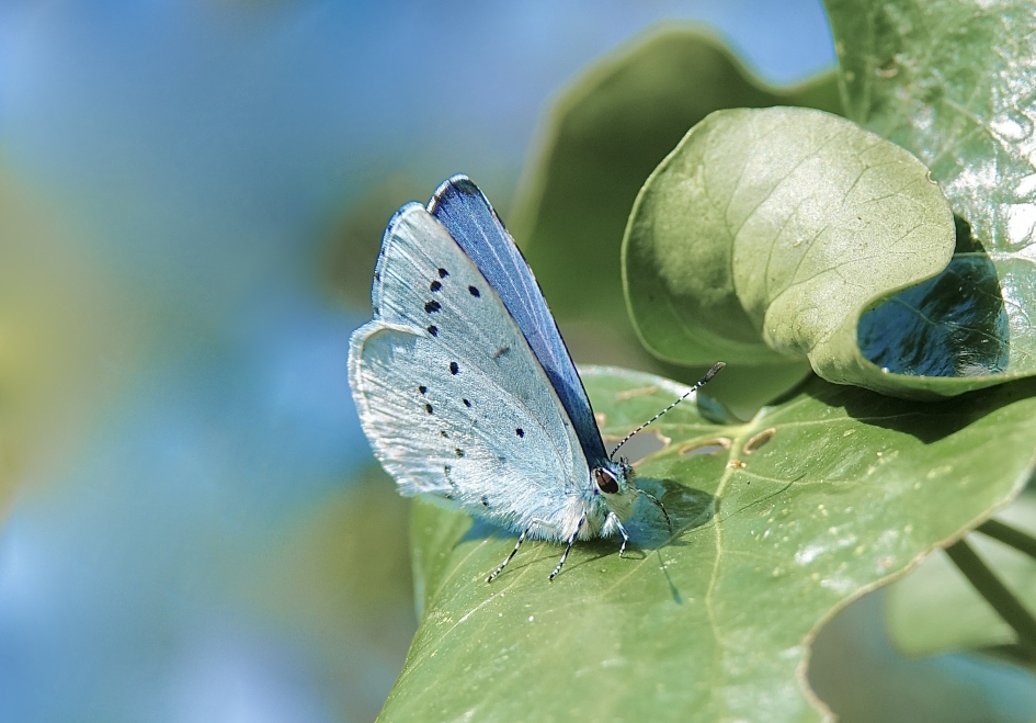 Boomblauwtje man - Geleedpotigen - Boomblauwtje