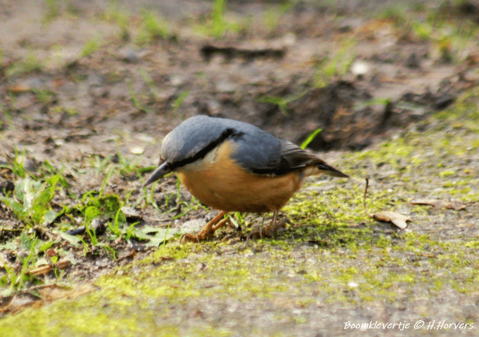 Boomklevertje - Vogels - Boomklevertje