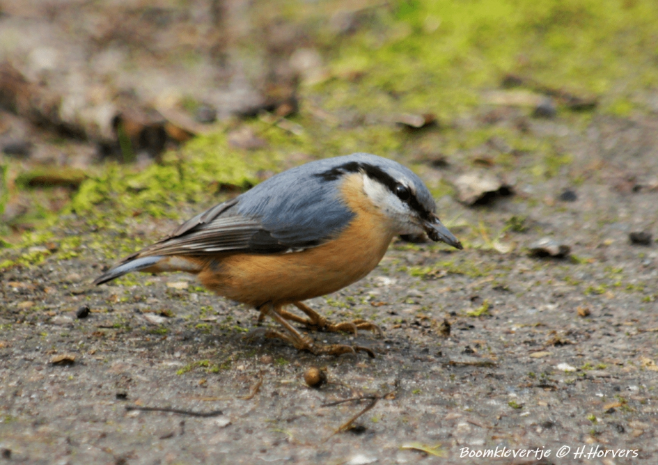 Boomklevertje - Vogels - Boomklevertje