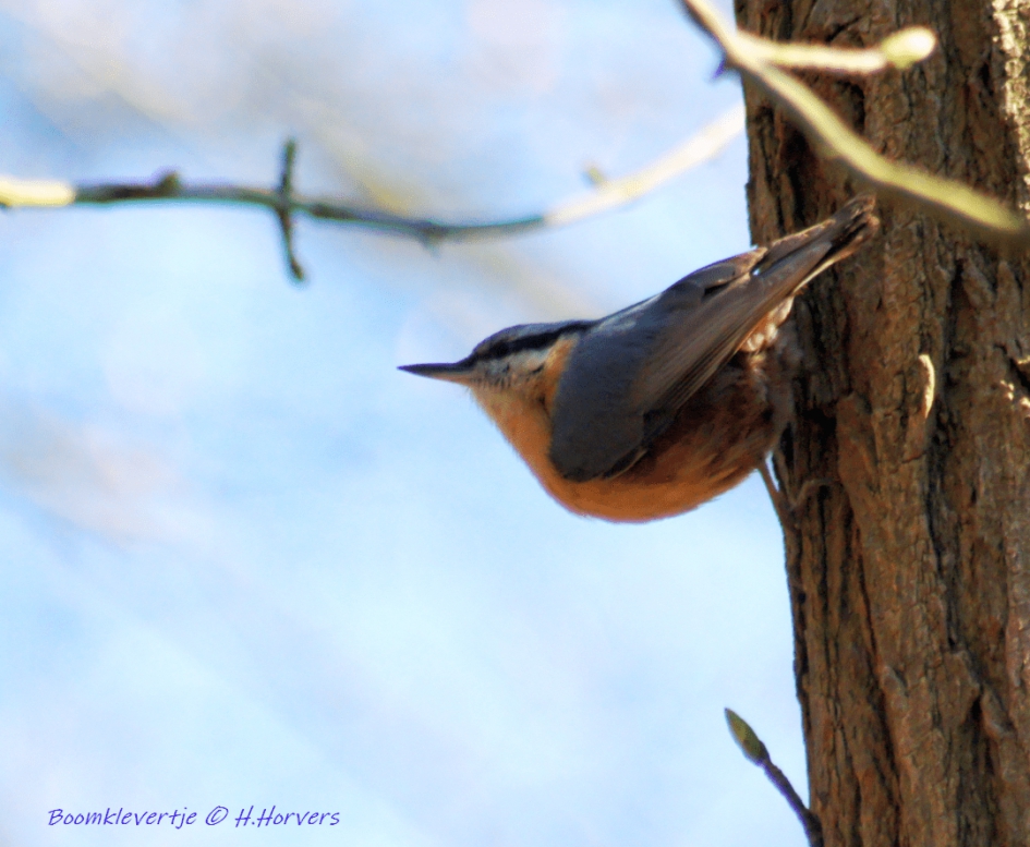 Boomklevertje - Vogels - Boomklevertje