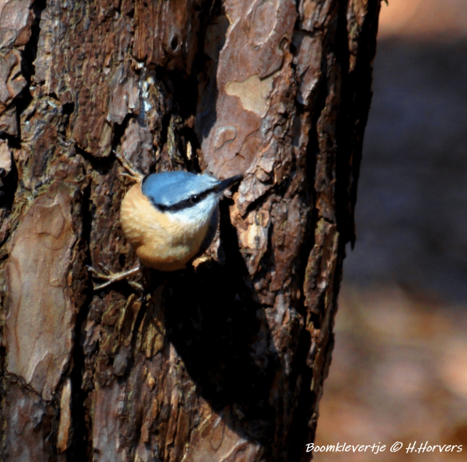 Boomklevertje - Vogels - Boomklevertje