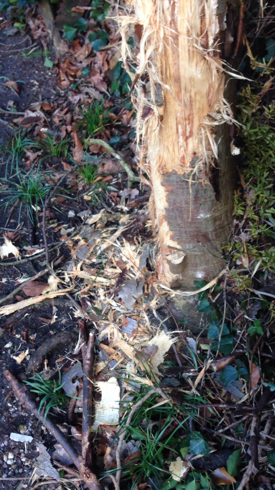 Boomschors - Zoogdieren - 