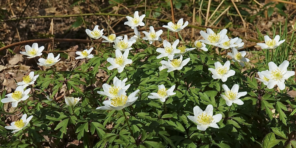 Bosanemoon - Planten - Bosanemoon