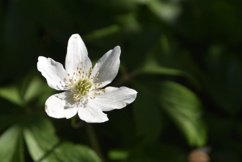 Bosanemoon - Planten - 