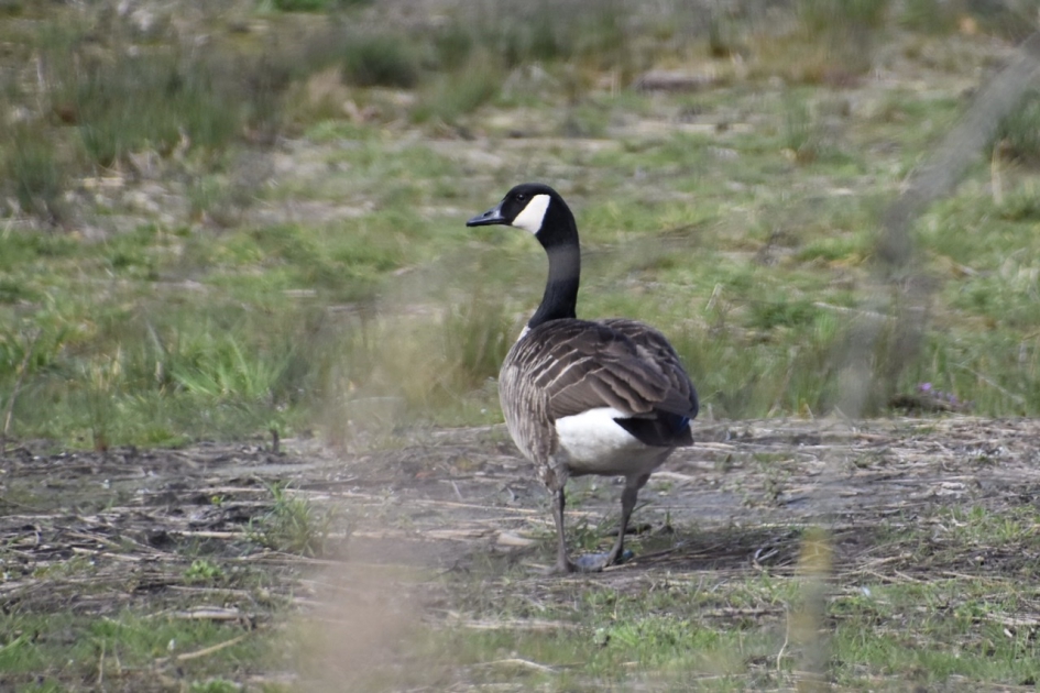 Brandgans - Vogels - 