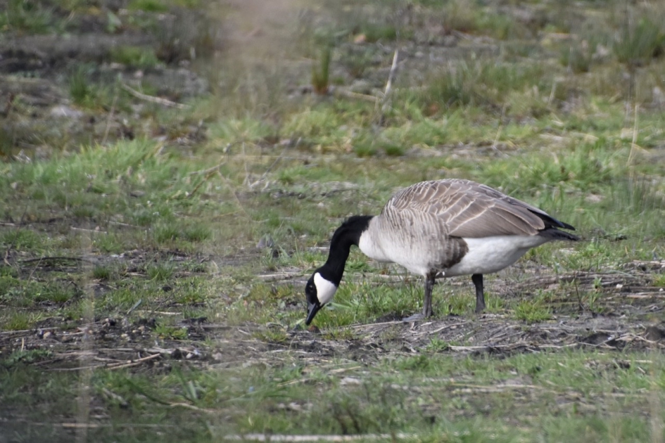 Brandgans - Vogels - 
