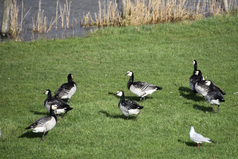 Brandganzen - Vogels - 