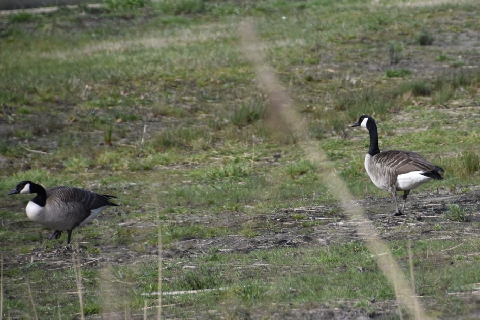 Brandganzen - Vogels - 