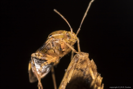 Brandnetelwants (Liocoris tripustulatus)