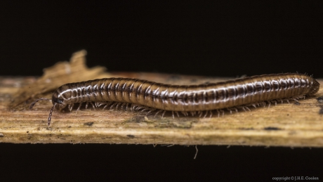 Brede kronkel (Cylindroiulus caeruleocinctus)