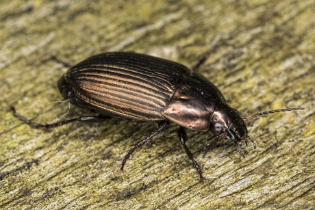 Bronskleurige glansloopkever (Amara aenea)