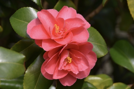 Camelia